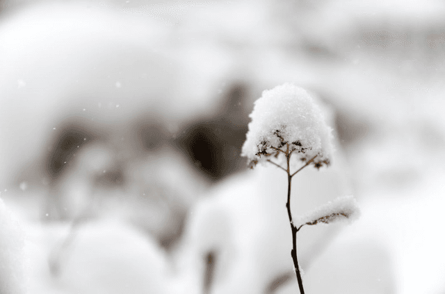 No.2 Snow Angel Snap Bar