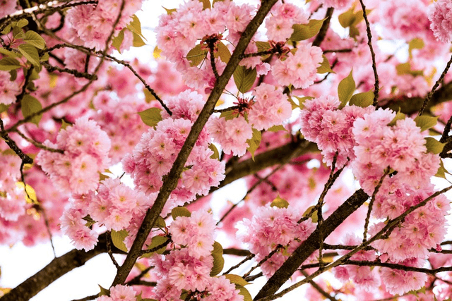 No.4 Spring Blossom &amp; Rain Snap Bar